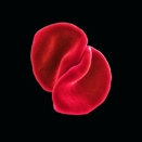 Peter Gabriel :: Scratch my back