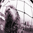 Pearl Jam :: Vs